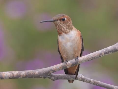 Allen's Hummingbird Identification, All About Birds, Cornell Lab