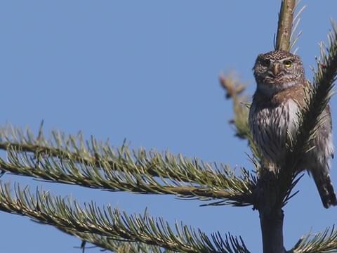 Northern Pygmy-Owl Identification, All About Birds, Cornell Lab of