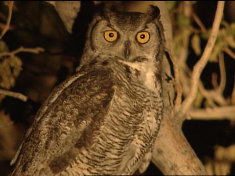 Great Horned Owl Identification, All 