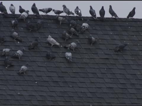 Rock Pigeon Identification, All About Birds, Cornell Lab of