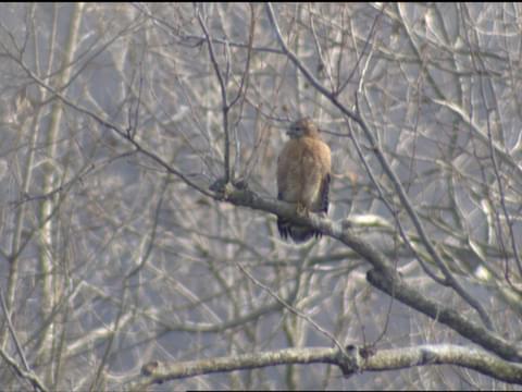 Red Shouldered Hawk Identification All About Birds Cornell
