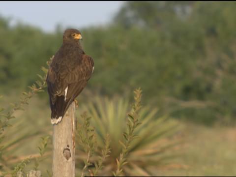 Harriss Hawk Identification All About Birds Cornell Lab