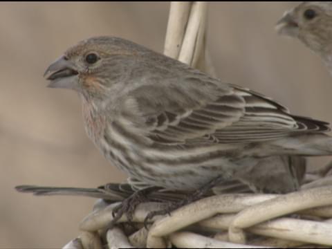 House Finch Identification, All About Birds, Cornell Lab of Ornithology