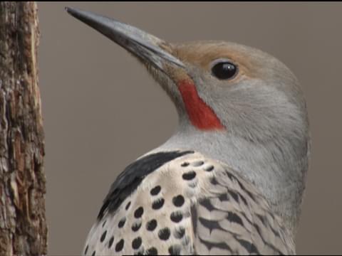 Northern Flicker Identification All About Birds Cornell Lab Of Ornithology,Average Life Of A Cat Indoor