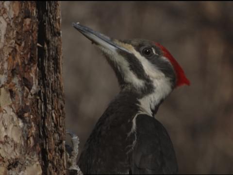 all about birds pileated woodpecker