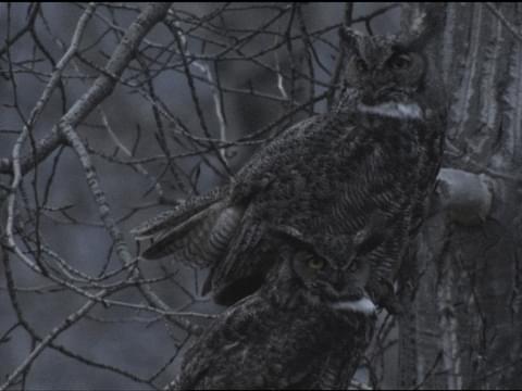 Great Horned Owl Identification, All About Birds, Cornell Lab of 