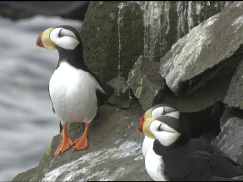 Horned Puffin  Audubon Field Guide