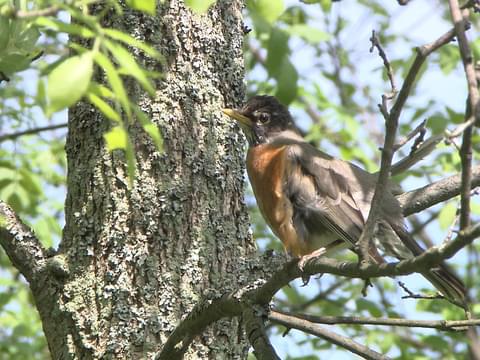 American Robin Identification, All About Birds, Cornell Lab of Ornithology