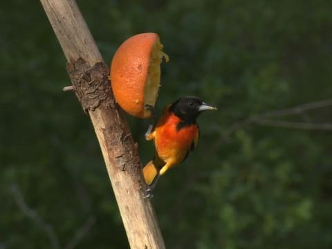 all about birds baltimore oriole