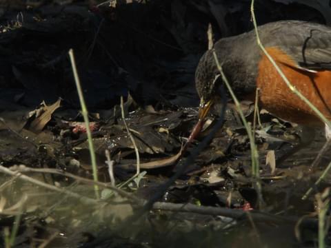 American Robin Identification, All About Birds, Cornell Lab of