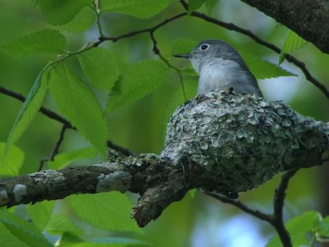 Blue-gray Gnatcatcher Songs and Calls - Larkwire
