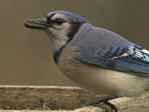 juvenile female blue jay