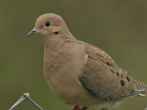 Mourning Dove Identification, All About Birds, Cornell Lab of Ornithology
