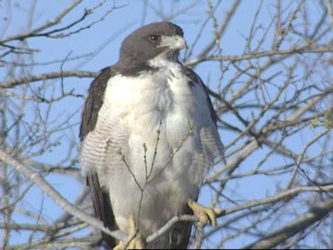 White Tailed Hawk Identification All About Birds Cornell Lab Of Ornithology