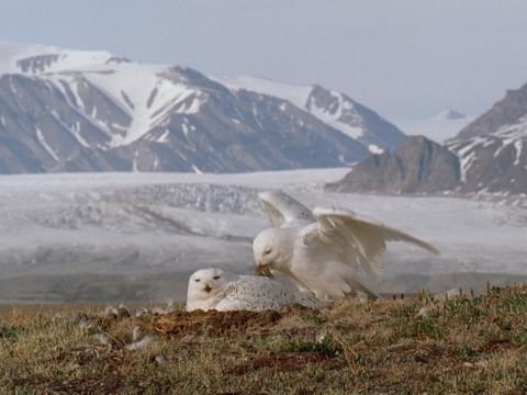 Snowy Owl Classification Chart