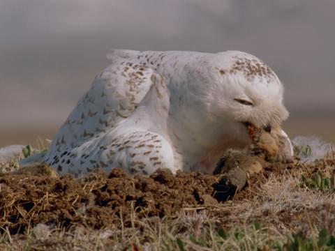 Snowy Owl Classification Chart