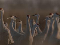 Sandhill cranes (Antigone Canadensis) - Life History and More