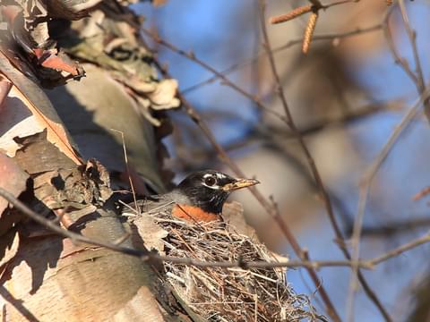 American Robin Identification, All About Birds, Cornell Lab of Ornithology