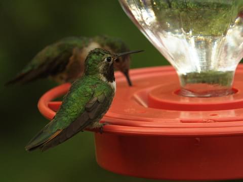 Broad-tailed Hummingbird Identification, All About Birds, Cornell