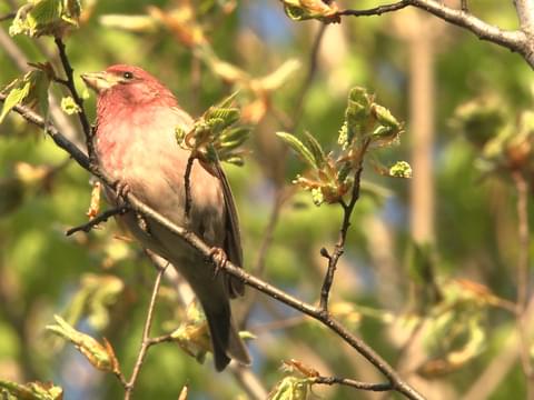  バード purple finch マット 稀少 イギリス限定 Purple Finch Identification, All About Birds, Cornell Lab of