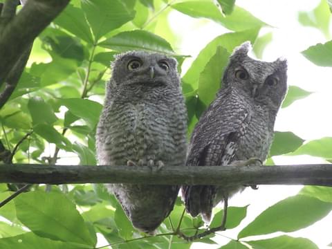 Eastern Screech Owl Identification All About Birds Cornell Lab
