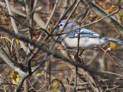 Blue Jay Identification All About Birds Cornell Lab Of - 
