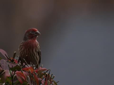 House Finch Identification, All About Birds, Cornell Lab of Ornithology