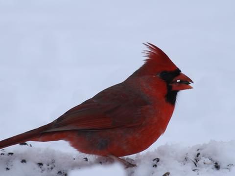 Northern Cardinal Identification All About Birds Cornell Lab Of