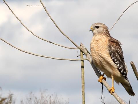 Hawk Identification Chart