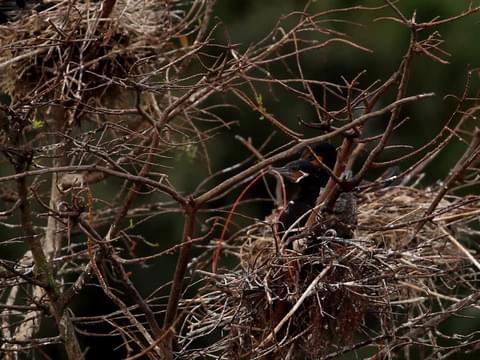 Neotropic Cormorant Identification, All About Birds, Cornell Lab
