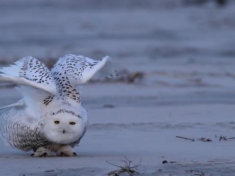 Snowy Owl Classification Chart