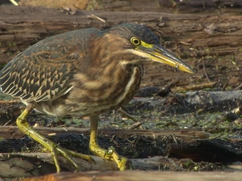 Green Heron Identification, All About Birds, Cornell Lab of