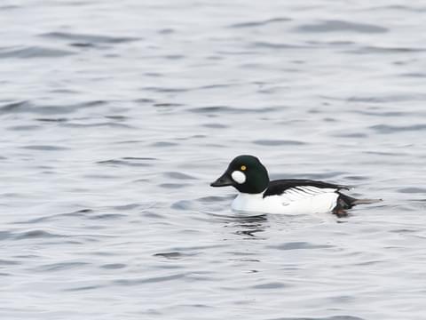 Common Goldeneye — Eastside Audubon Society