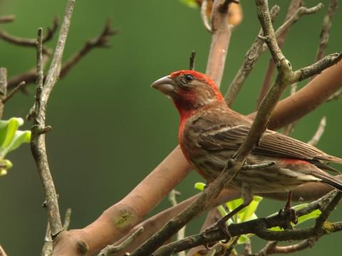 House Finch Identification, All About Birds, Cornell Lab of Ornithology