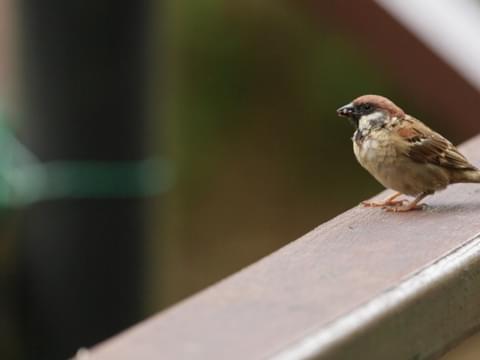Sparrow Pendant Jevenile Eurasian Tree Sparrow Pendant Top Sparrow Figurine Sparrow figure Gorri\u00f3n colgante Sperling anh\u00e4nger Moineau pendan
