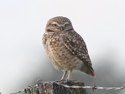 Burrowing Owl Identification All About Birds Cornell Lab Of Ornithology