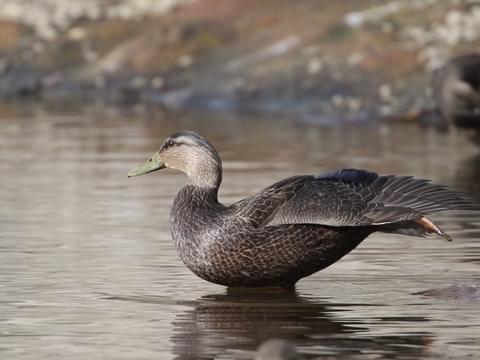 American Black Duck Identification, All About Birds, Cornell Lab