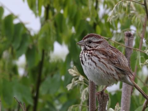 Song Sparrow Identification All About Birds Cornell Lab Of Ornithology