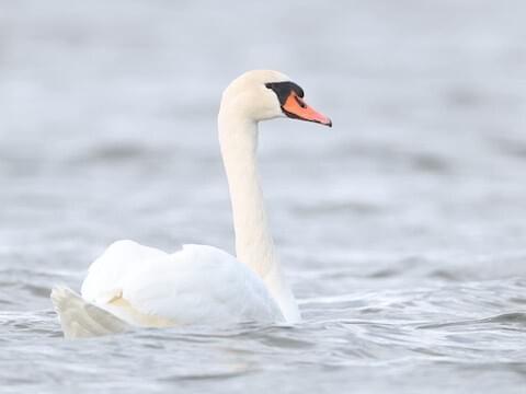 Mute Swan Identification, All About Birds, Cornell Lab of Ornithology