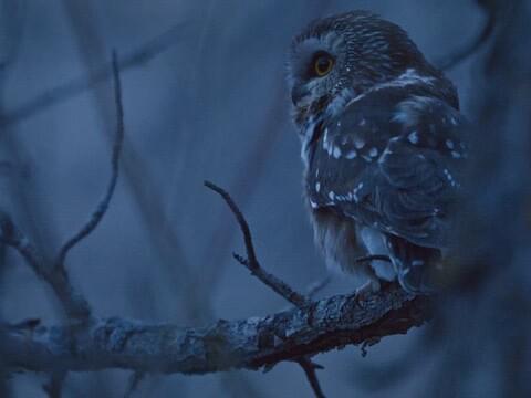 Northern Saw-whet Owl Identification, All About Birds, Cornell Lab