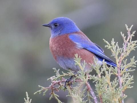 Western Bluebird Identification, All About Birds, Cornell Lab of