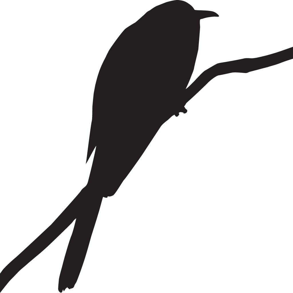 Silhouette Cuckoos