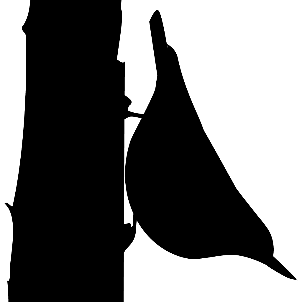 Silhouette Nuthatches