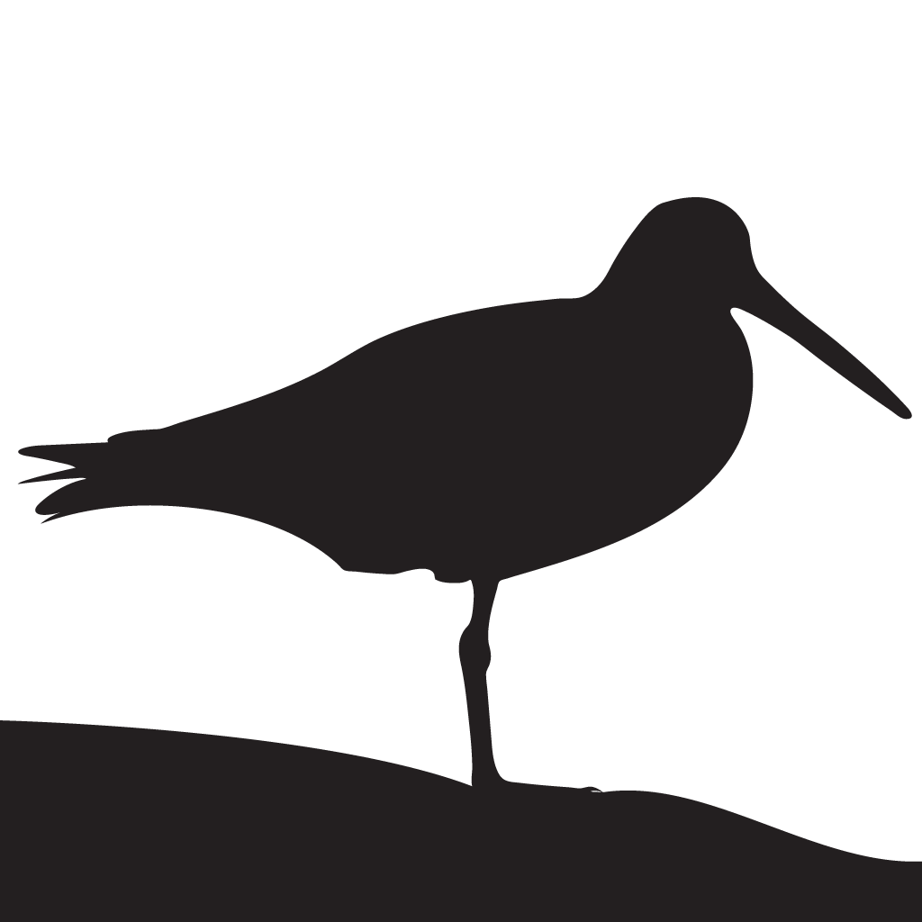 Silhouette Shorebirds