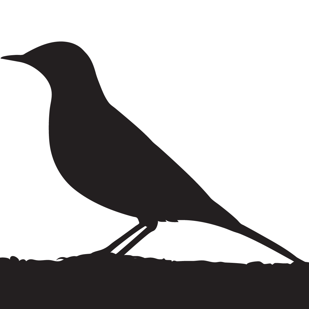 Silhouette Pipits