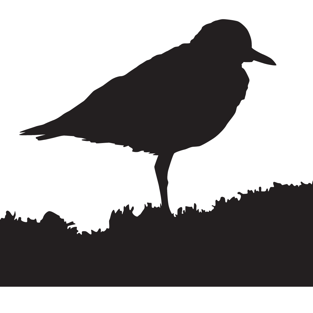 Silhouette Plovers
