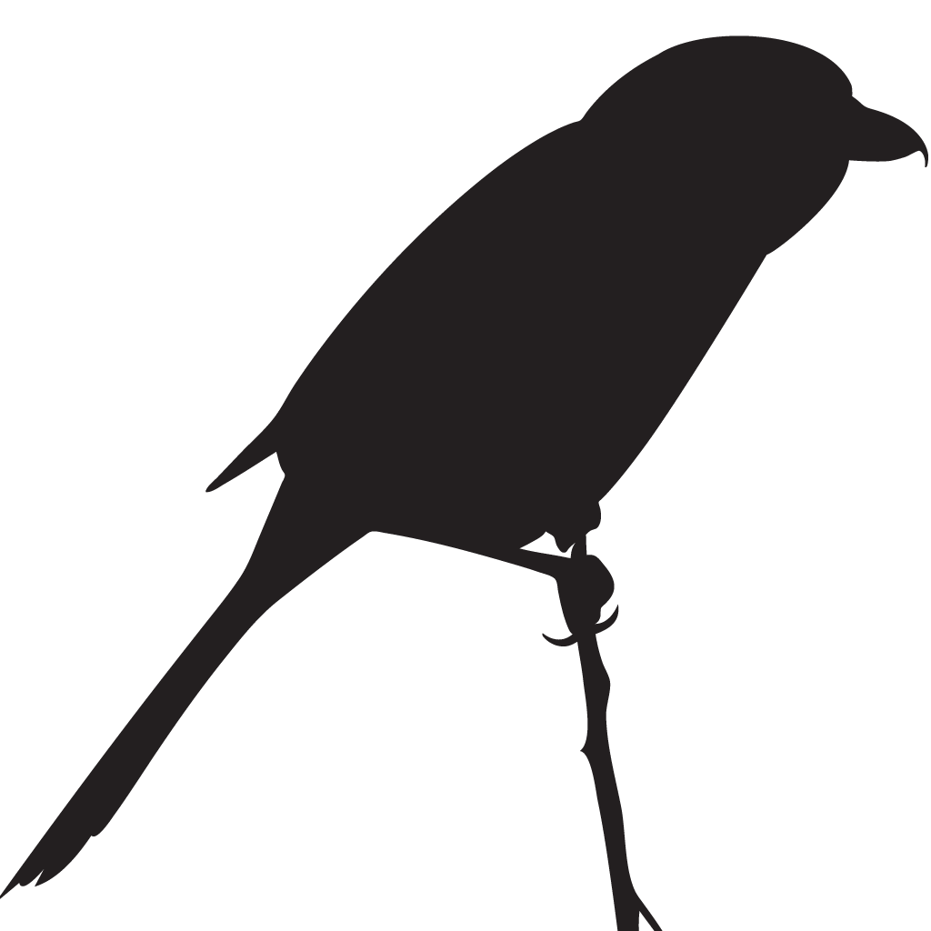 Silhouette Shrikes