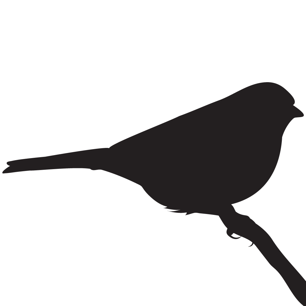 Silhouette Sparrows