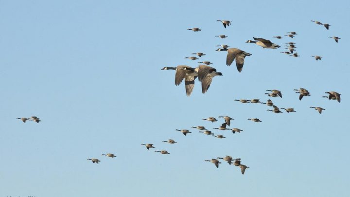 45+ Animals That Migrate In The Fall Images