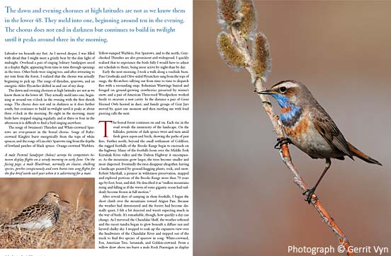 bluethroat